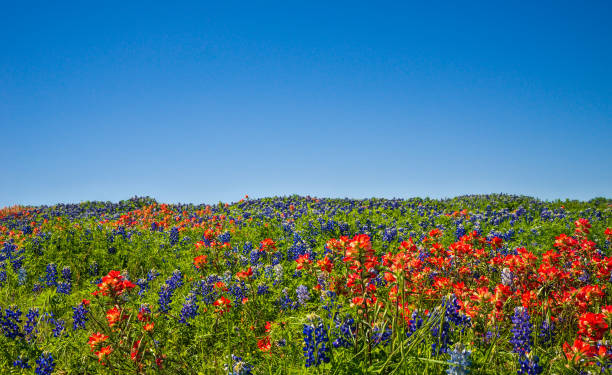 istock Texas bluebonnets and Indian Paintbrush wildflowers 1224921535