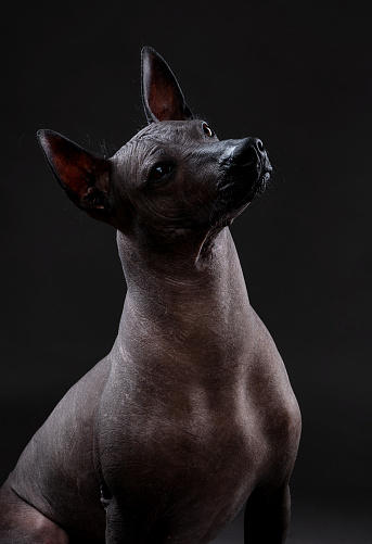Xoloitzcuintle (Mexican Hairless Dog)  portrait close-up sitting on neutral gray background