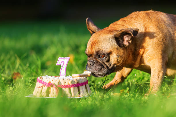 istock french bulldog eating from a birthday cake 1224921584