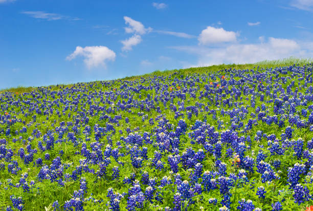 istock Texas bluebonnets blooming on the meadow in spring 1224921612