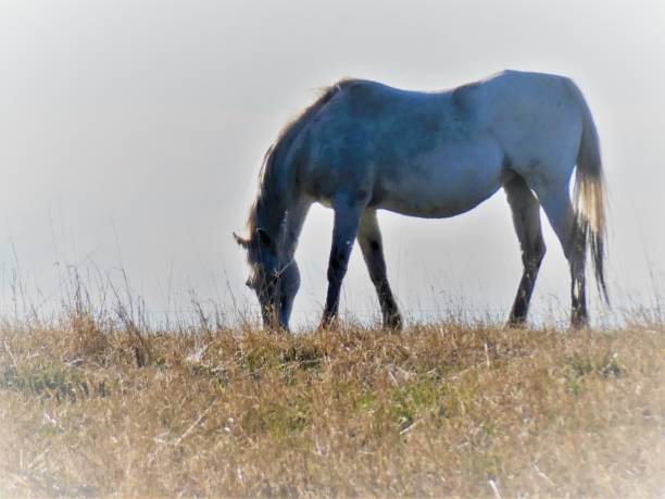 istock White Horse Grazing on Prairie Grass in Soft Focus 1224921845