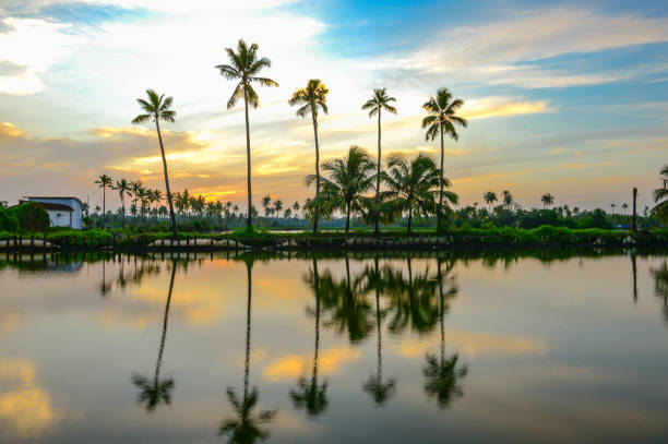 istock A beautiful sunrise view through coconut trees and their reflection in the water 1224922620
