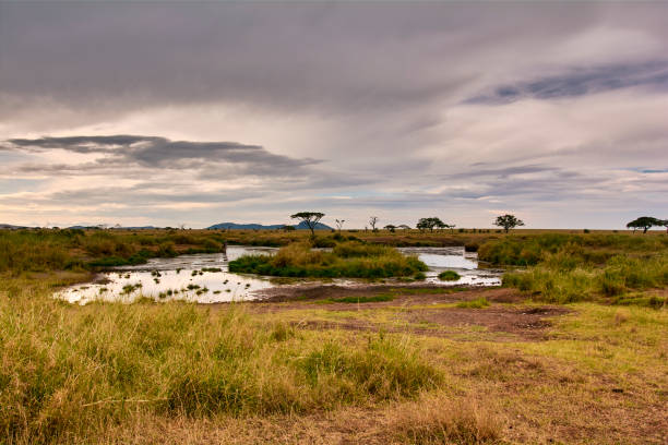 istock Savannah panorama in the Serengeti 1224922676