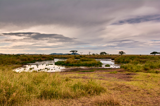 Savannah panorama in the Serengeti in Tanzania, Western Region, Ghana