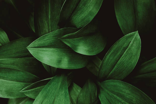 istock green leaves for background and wallpaper 1224923565