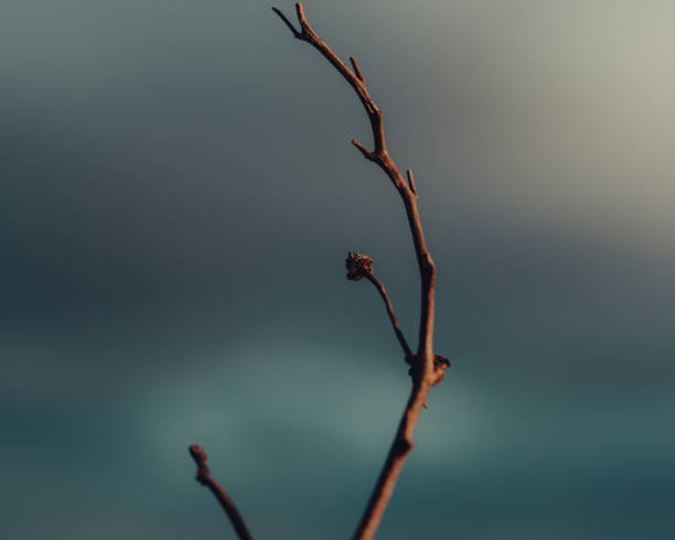 istock Abstract dry stick on the sky background 1224923713
