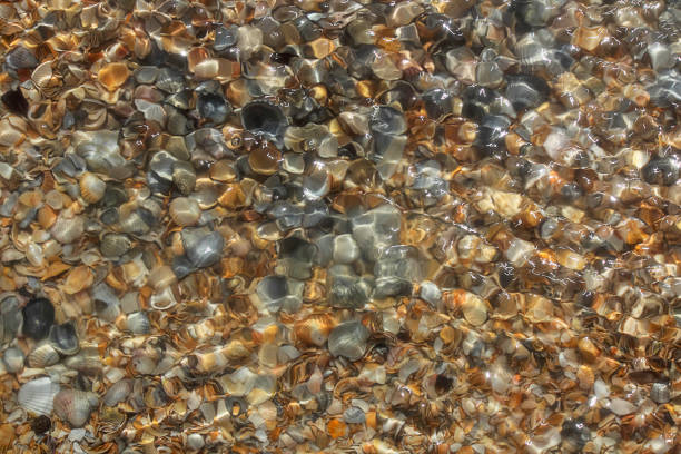 Abstract background. Shell under water. Bright sunny day, glare from the sun on the water. Concept, World Oceans Day, World Environment Day, Earth Day. Top view, banner, mockup for design