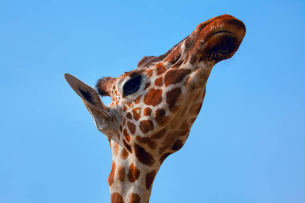 schüchterne giraffe - animal animal neck cute safari animals stock-fotos und bilder