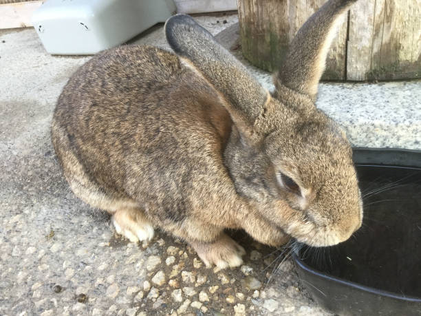 istock Feed the rabbits in Kaga 1224926467