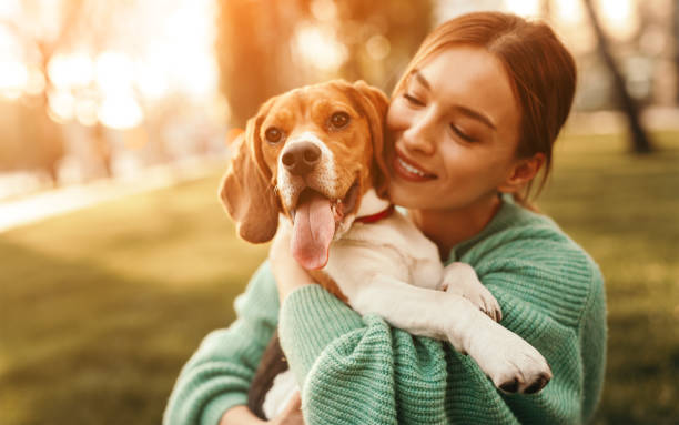 Happy woman embracing beagle dog in park Positive young female in green sweater hugging friendly beagle dog enjoying happy moments together while walking in green park in sunny day hound photos stock pictures, royalty-free photos & images