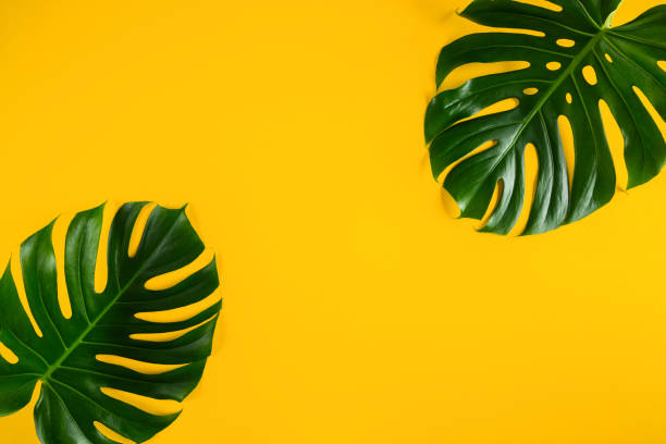 istock Green monstera leaves on vivid yellow background 1224927471