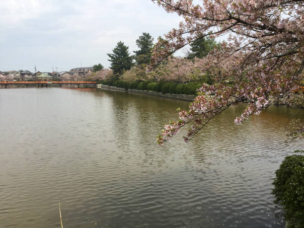 istock Cherry blossoms of Park 1224928073