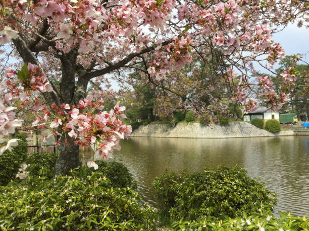 istock Cherry blossoms of Park 1224928075