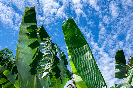 Banana plants with clouds and sky in the background.\n\nTaken in El Salvador, Central America