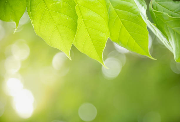 istock Beautiful nature view green leaf on blurred greenery background under sunlight with bokeh and copy space using as background natural plants landscape, ecology wallpaper concept. 1224931099