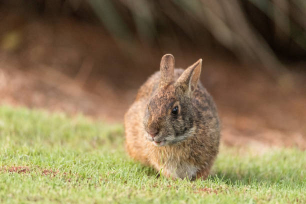 istock Cute marsh rabbit Sylvilagus palustris 1224931629
