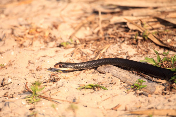istock Slithering Crayfish Snake Regina alleni 1224931708