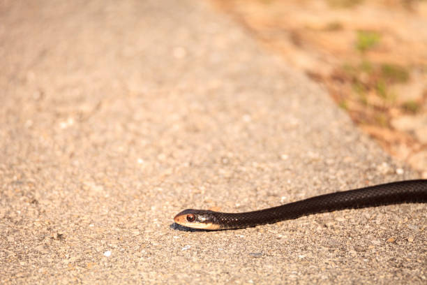 istock Slithering Crayfish Snake Regina alleni 1224931710