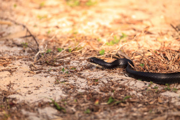 istock Slithering Crayfish Snake Regina alleni 1224931717