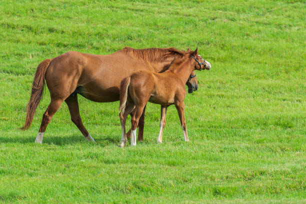 istock Horse and foal 1224931943