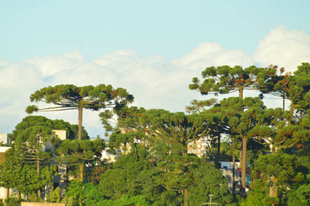 istock Landscape showing some araucarias 1224932857