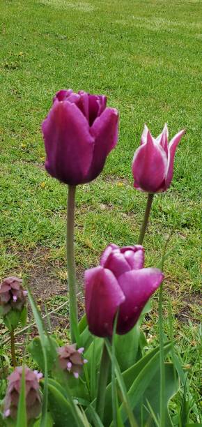 istock Purple and white tulips. 1224935504