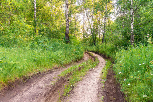 istock dangerous dirt road passes through summer forest 1224936248
