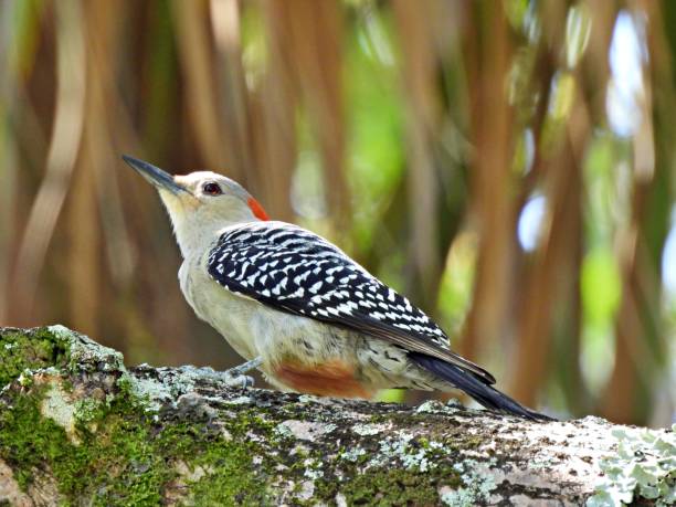 istock Red-bellied Woodpecker (Melanerpes carolinus) perched on a tree looking up 1224937503