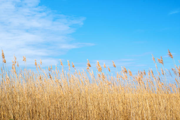 istock Dry yellow long grass against blue sky as a background 1224939280