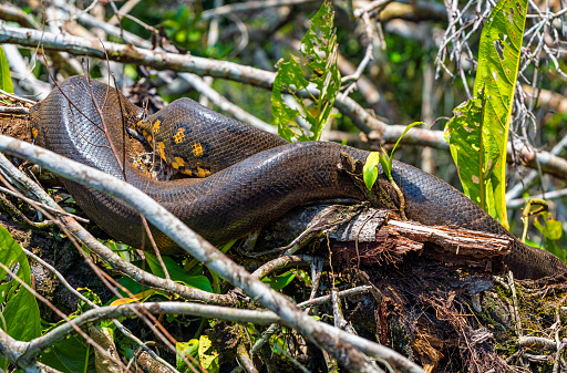 A 5 meters long Giant Anaconda (Eunectes murinus) hiding in the Amazon Rainforest along the Napo River, Yasuni national park, Ecuador.