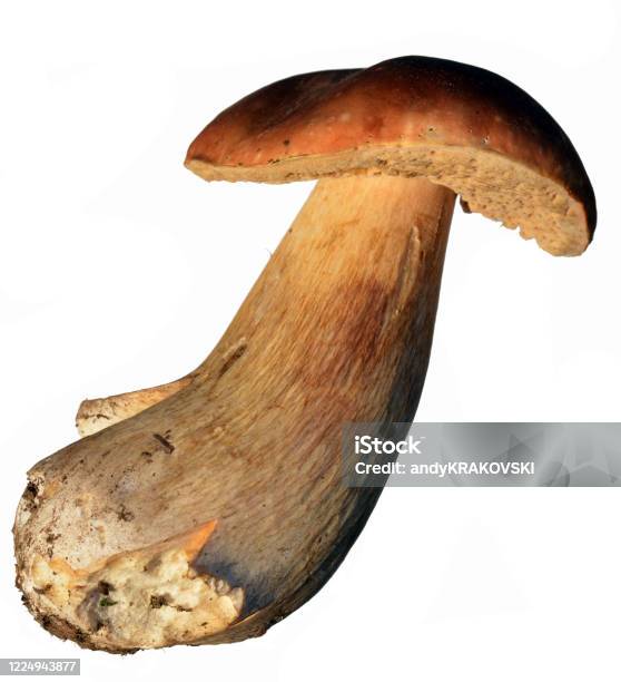 King Bolete Mushroom Isolated On White Alaska Usa Stock Photo - Download Image Now