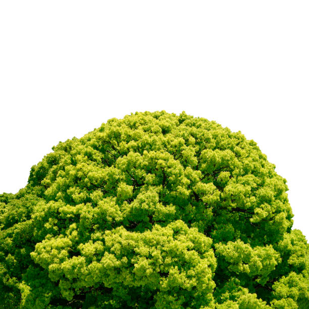 Camphor tree in the forest against white background.