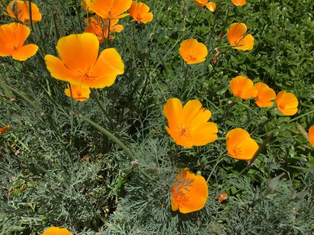 istock California Poppies Bloom 1224945798