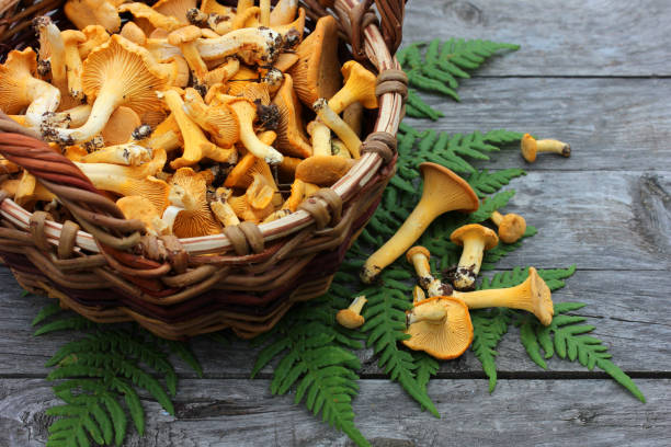 chanterelles em uma cesta, vista superior. - chanterelle counter top mushroom edible mushroom - fotografias e filmes do acervo