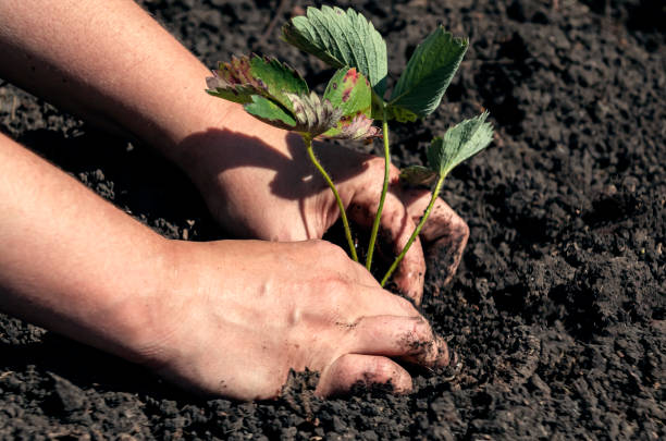 istock Planting strawberry seedlings. 1224948999
