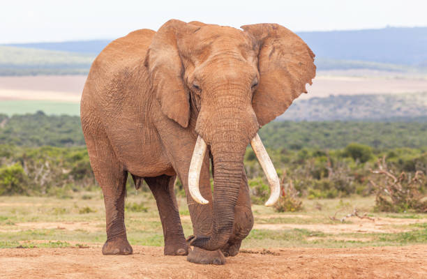 istock Magnificent Bull Elephant in Addo 1224949106
