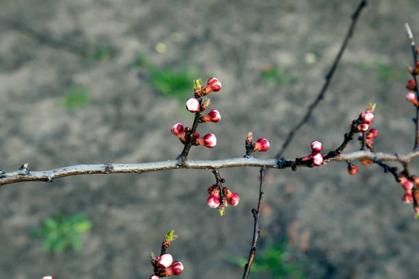 Apricot blossom Not blooming buds on a branch of an apricot tree. Selective focus. Blurred background.