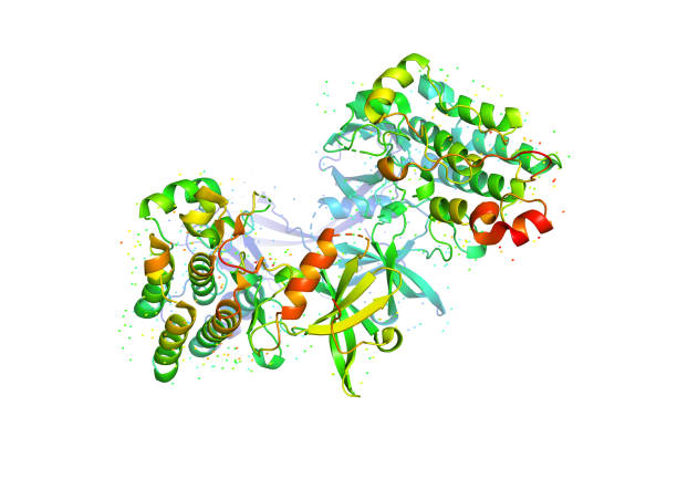 ilustraciones, imágenes clip art, dibujos animados e iconos de stock de modelo 3d de una molécula de proteína. - crystallography