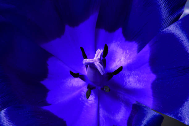 istock Floral pattern of open blue tulip. Close up. 1224950421