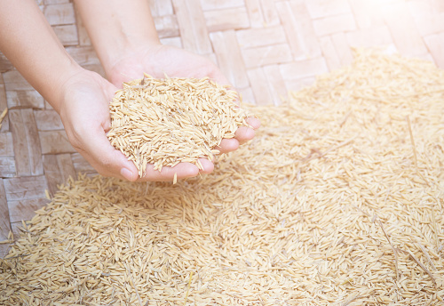 Hand holding golden paddy seeds