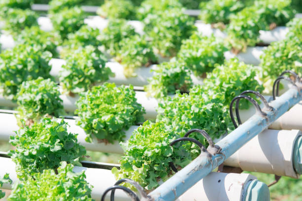 istock Hydro Pro Necks vegetables in the plastic house for salad 1224951420