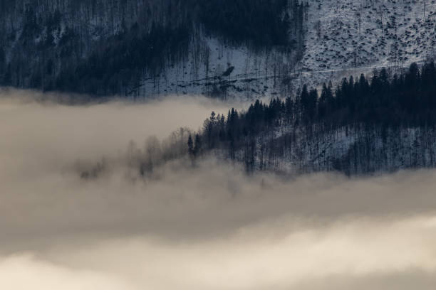 istock Misty morning in the forest, Bohinj valley 1224952496