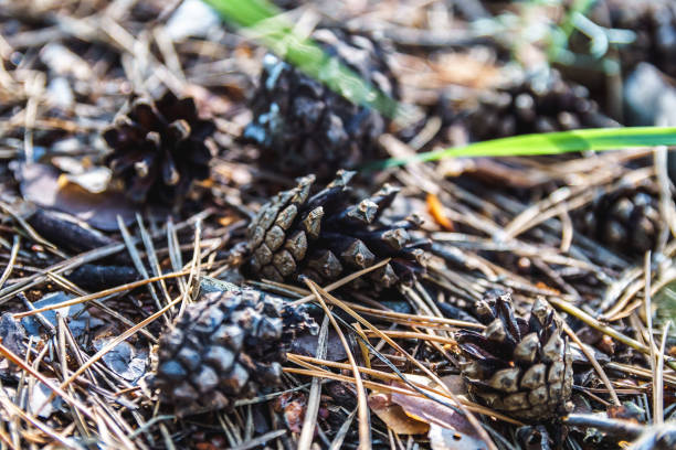 Soil in forest covered with coniferous needles and branches. Thicket summer ground in forest covered with needles. Pine cones, twigs and needles on ground. Woodland ecosystem, soft selective focus. mclean county stock pictures, royalty-free photos & images