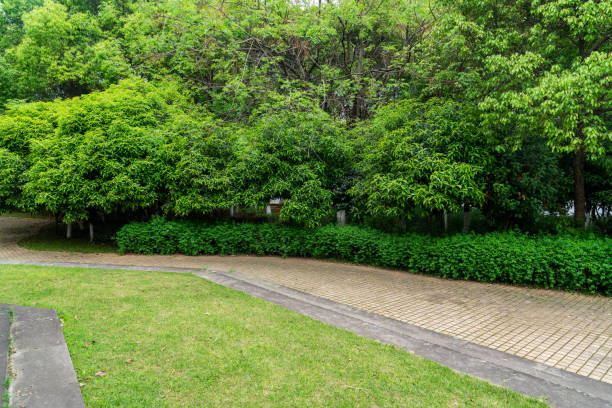 istock trees of parks on sunny days 1224954093