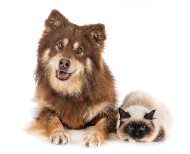 istock birman cat and lapikoira 1224957652