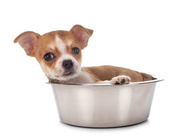 istock little chihuahua 1224957657