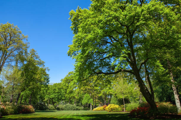 Green trees and lawn in a public park. A place to rest and relax.