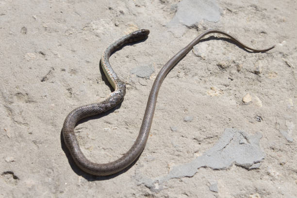 istock Snake with open jaws krupnom plan looks at camera and crawls. Viper and in the courtyard, the concept of catching snakes 1224958685