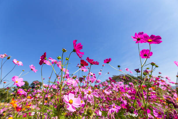 istock Cosmos flower blooming in the field,Daisy under sunlight 1224958907