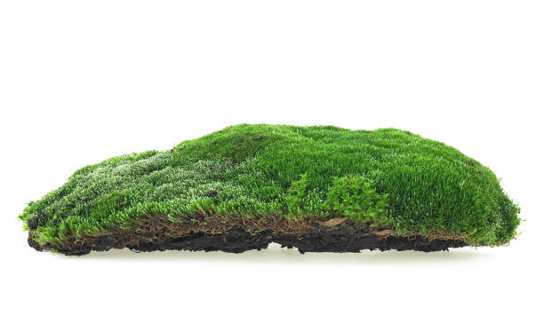 istock Green moss isolated on a white background. Forest moss. 1224960765